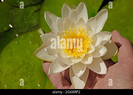 Seerose. Nymphaea alba. Stockfoto