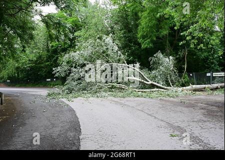 Ein Sturm beschädigte den umgestürzten Baum auf einer Landstraße in Shropshire, England, im Jahr 2021. Stockfoto