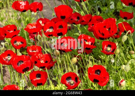 MARIENKÄFER MOHNBLUMEN Papaver commutatum ‘Marienkäfer’ WÄCHST IM FRÜHSOMMER Stockfoto