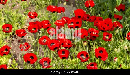 MARIENKÄFER MOHNBLUMEN Papaver commutum ‘Marienkäfer’ IN EINEM GARTEN IM FRÜHSOMMER Stockfoto