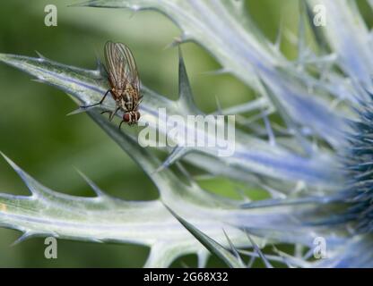 Ein Tiger fliegt auf der Alpine Sea Holly, Chipping, Preston, Lancashire, Großbritannien Stockfoto