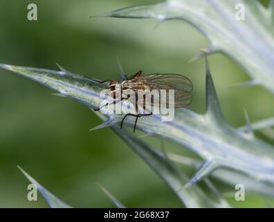 Ein Tiger fliegt auf der Alpine Sea Holly, Chipping, Preston, Lancashire, Großbritannien Stockfoto