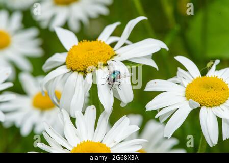 Greenbottle fliegen auf einer Oxeye Daisy, Chipping, Preston, Lancashire, Großbritannien Stockfoto