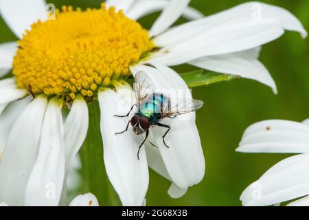 Greenbottle fliegen auf einer Oxeye Daisy, Chipping, Preston, Lancashire, Großbritannien Stockfoto