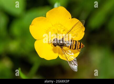 Eine Marmalade-Schwebefliege, Chipping, Preston, Lancashire, Großbritannien Stockfoto