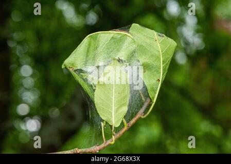 Spindle Ermine Motte Web, Chipping, Preston, Lancashire, Großbritannien Stockfoto