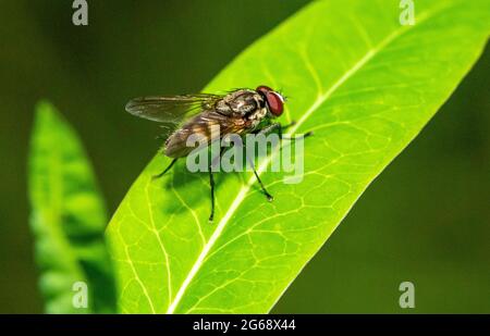 Ein Tiger fliegt auf einer Oxeye-Gänseblümchen, Chipping, Preston, Lancashire, Großbritannien Stockfoto