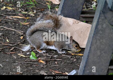 Ein Eichhörnchen jagt nach Nahrung im Abfall, der von Menschen im Park hinterlassen wurde. 47 Megapixel. Stockfoto