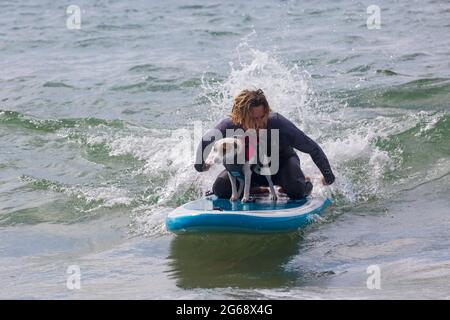 Poole, Dorset, Großbritannien. Juli 2021. Hundesurftraining am Strand von Branksome Dene Chine vor den Dog Surfing Championships Ende des Monats. Thor a Parson Russell Dog Surfing. Quelle: Carolyn Jenkins/Alamy Live News Stockfoto