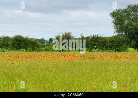 Mohnblumen wachsen wild auf der Graswiese Stockfoto