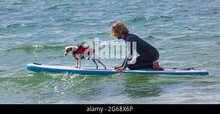 Poole, Dorset, Großbritannien. Juli 2021. Hundesurftraining am Strand von Branksome Dene Chine vor den Dog Surfing Championships Ende des Monats. Thor a Parson Russell beim Surfen. Quelle: Carolyn Jenkins/Alamy Live News Stockfoto