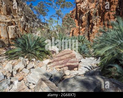 Macrozamia macdonnellii cycads, Inarlanga Pass, Larapinta Trail Abschnitt 9, Tjoritja / West MacDonnell National Park Stockfoto