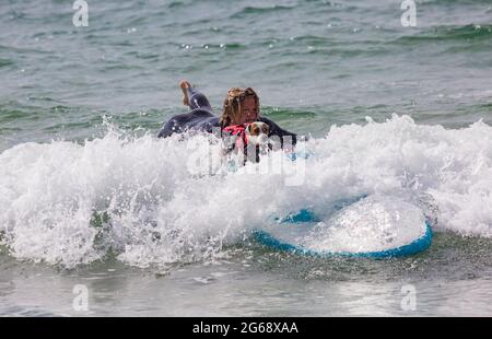 Poole, Dorset, Großbritannien. Juli 2021. Hundesurftraining am Strand von Branksome Dene Chine vor den Dog Surfing Championships Ende des Monats. Thor a Parson Russell beim Surfen. Quelle: Carolyn Jenkins/Alamy Live News Stockfoto