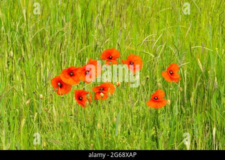 Mohnblumen wachsen wild auf der Graswiese Stockfoto