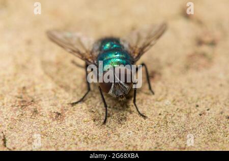 Eine Greenbottle Fly, Chipping, Preston, Lancashire, Großbritannien Stockfoto