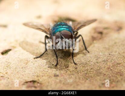 Eine Greenbottle Fly, Chipping, Preston, Lancashire, Großbritannien Stockfoto