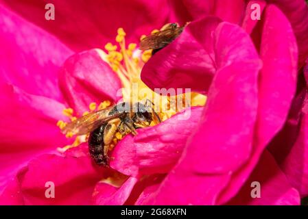 Eine Blätterbiene, die Pollen von einer Rugosa sammelt, Chipping, Preston, Lancashire, Großbritannien Stockfoto