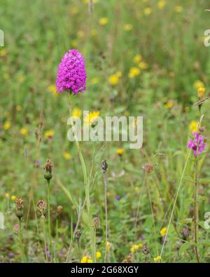 Schöne rosa und lila Pyramidenorchidee (Anacamptis pyramidalis) wächst wild auf Salisbury Plain Grasland, Wiltshire UK Stockfoto