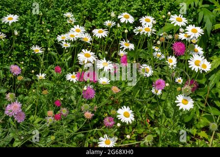 Ochsenaugen-Gänseblümchen und Feldschaber, Chipping, Preston, Lancashire, Großbritannien Stockfoto