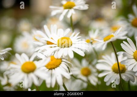 Oxeye Daisies, Chipping, Preston, Lancashire, Großbritannien Stockfoto