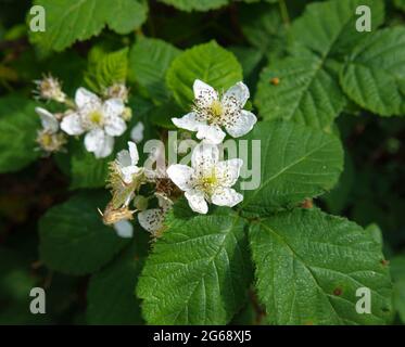 Schöne weiße Blüte der Brombeere, Bramble (Rubus fruticosus), die wild auf der Salisbury Plain, Wiltshire wächst Stockfoto