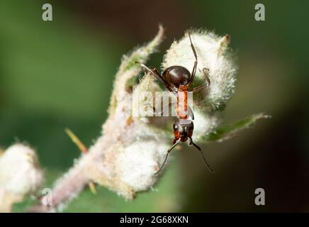 Eine Waldamse des Südens, Arnside, South Cumbria, Großbritannien. Stockfoto