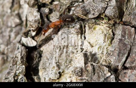 Eine Waldamse des Südens, Arnside, South Cumbria, Großbritannien. Stockfoto