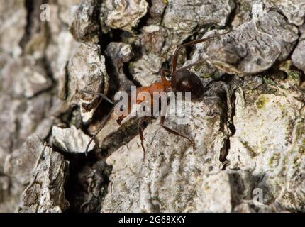 Eine Waldamse des Südens, Arnside, South Cumbria, Großbritannien. Stockfoto