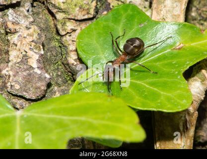 Eine Waldamse des Südens, Arnside, South Cumbria, Großbritannien. Stockfoto