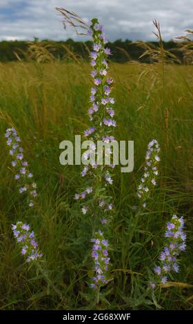 Viper's-bugloss (Echium vulgare), auch bekannt als blueweed growing wild auf Salisbury Plain Grasslands in Wiltshire UK Stockfoto