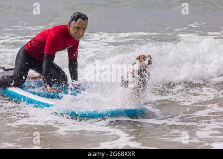 Poole, Dorset, Großbritannien. Juli 2021. Hundesurftraining am Strand von Branksome Dene Chine vor den Dog Surfing Championships Ende des Monats.Thor a Parson Russell surfen. Quelle: Carolyn Jenkins/Alamy Live News Stockfoto