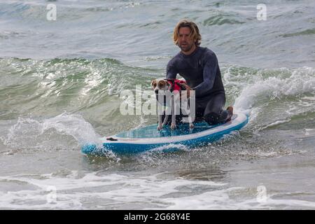 Poole, Dorset, Großbritannien. Juli 2021. Hundesurftraining am Strand von Branksome Dene Chine vor den Dog Surfing Championships Ende des Monats. Thor a Parson Russell beim Surfen. Quelle: Carolyn Jenkins/Alamy Live News Stockfoto