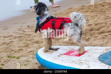 Poole, Dorset, Großbritannien. Juli 2021. Hundesurftraining am Strand von Branksome Dene Chine vor den Dog Surfing Championships Ende des Monats. Quelle: Carolyn Jenkins/Alamy Live News Stockfoto