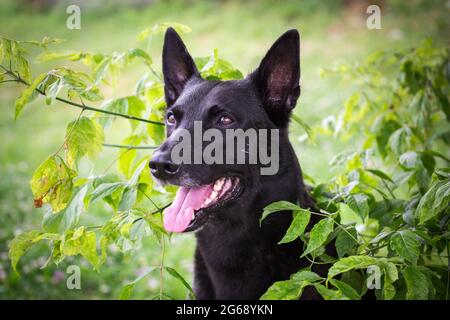 Hollandse Herder (Niederländischer Schäferhund) Stockfoto