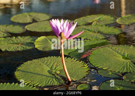 Lotus Seerose Stockfoto