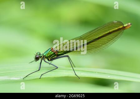 Eine Libelle der Gattung Demoiselle (Calopteryx) sitzt auf einem feuchten Grashalm in der Natur, vor grünem Hintergrund Stockfoto