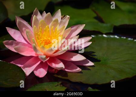 Eine rosa Seerose mit gelbem Pollen blüht hell in der Mitte der grünen Blätter am Teich Stockfoto