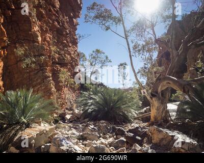 Macrozamia macdonnellii cycads, Inarlanga Pass, Larapinta Trail Abschnitt 9, Tjoritja / West MacDonnell National Park Stockfoto