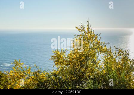 Cytisus scoparius oder gewöhnliche Ginster-gelbe Blüten blühen an der atlantikküste Stockfoto