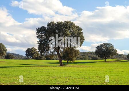 Holm Eichenhain, quercus ilex Bäume in grünen Rasen Landschaft Stockfoto