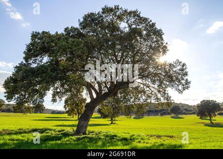 Holm Eichenhain, quercus ilex Bäume in grünen Rasen Landschaft Stockfoto