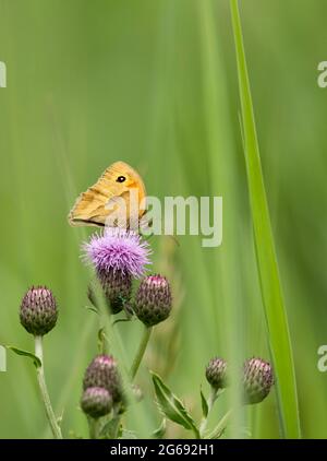 Kleiner Heideschmetterling (Coenonympha pamphilus), der sich auf einem schleichenden Distelblumenkopf (Cirsium arvense) niederließ, Flügel orange-braun mit Augenmarkierung Stockfoto