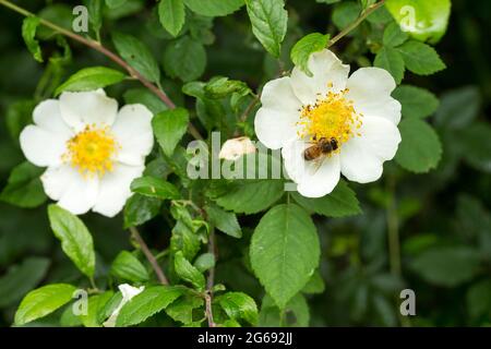 Feldrosen (rosa arvensis) mit Biene, Heckenstrauch weiße Blütenblätter gelbe Mitte bildet Klumpen aus den hängenden purpurnen Stielen mit gebogenen Dornen Stockfoto