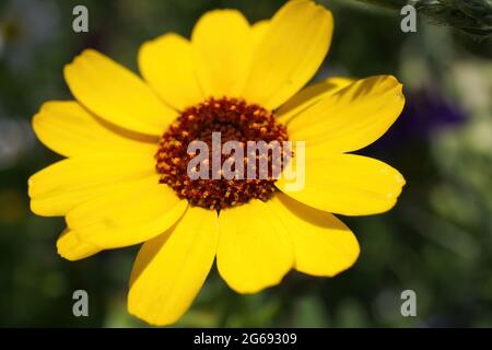 Nahaufnahme von vereinzelten gelben Korndaisy (glebionis segetum) blüht im Sommer im Wildblumenfeld Stockfoto