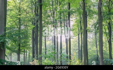 Fagus sylvatica oder Buchen grünen Wald Stockfoto