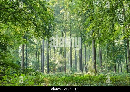 Fagus sylvatica oder Buchen grünen Wald Stockfoto