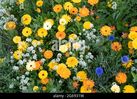 Calendula officinalis. Topfen Sie Ringelblumen und Kornblumen in einem englischen Wildblumengarten Stockfoto