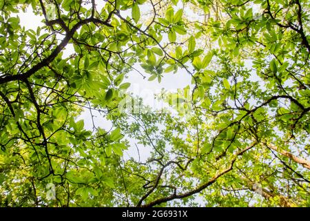 Castanea sativa oder spanisches kastaniengrünes Frühlingslaub Stockfoto