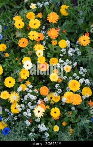 Calendula officinalis. Topfen Sie Ringelblumen und Kornblumen in einem englischen Wildblumengarten Stockfoto