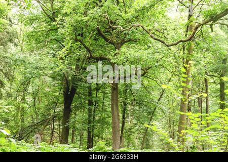 Grüner anbetender Wald im Sommer Stockfoto